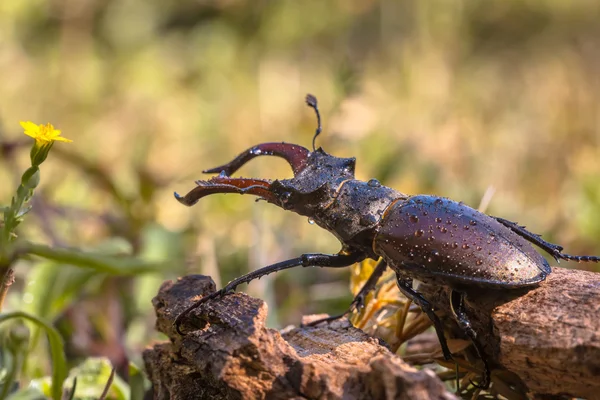 Besouro veado ao ar livre — Fotografia de Stock