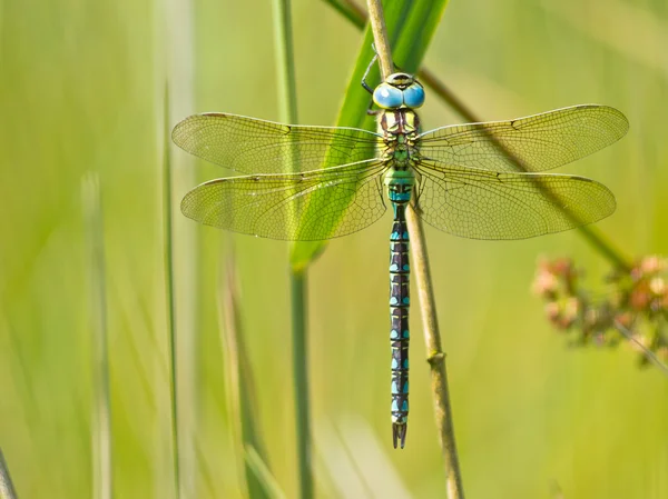 Libélula descansando sobre una hoja —  Fotos de Stock