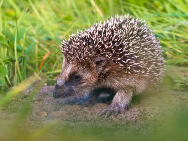 Egel baby close-up — Stockfoto