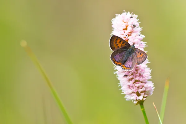 Cobre violeta en Alemania —  Fotos de Stock