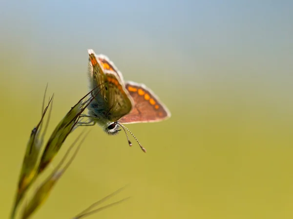 Brązowy motyl argus — Zdjęcie stockowe
