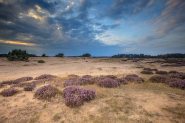 Hoge veluwe kumlu araziler