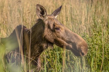 Bir dişi geyik başkanı