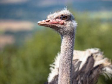 Potrait of an African Male Ostrich on Display in Natural Setting clipart