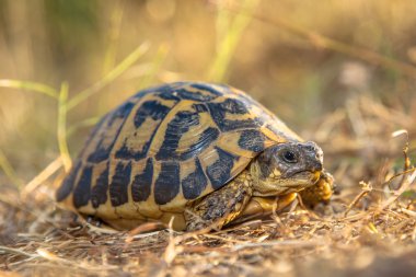 Hermann's tortoise (Testudo hermanni) in Dry Grass Environment,  clipart
