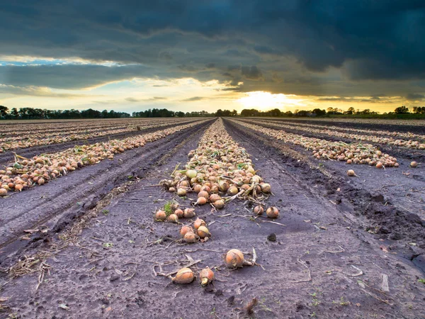 Bulbes d'oignon récoltés au coucher du soleil — Photo