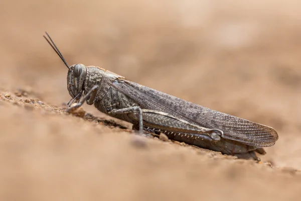 Locusta migratoria su sfondo neutro — Foto Stock