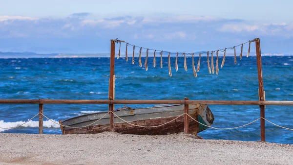 Sušení chobotnice — Stock fotografie