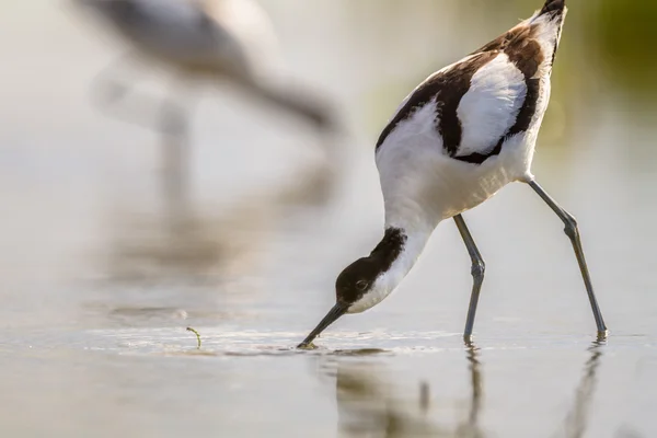 Pair of pied avocet — Stock Photo, Image