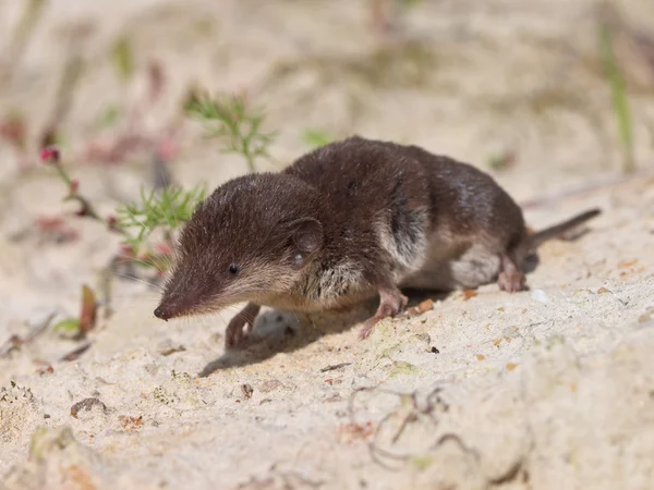 Bicolored White-toothed Shrew — Stock Photo, Image