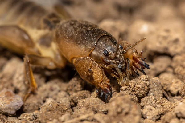 Cabeça de gryllotalpa — Fotografia de Stock