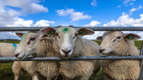 Texel schapen hoofden — Stockfoto
