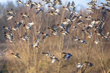 Avrasya wigeon (Anas penelope) uçuş büyük sürüsü