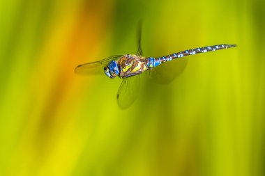 Uçan Aeshna yusufçuk