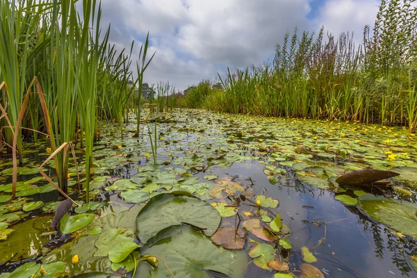 Floating water vegetation — Stock Photo, Image