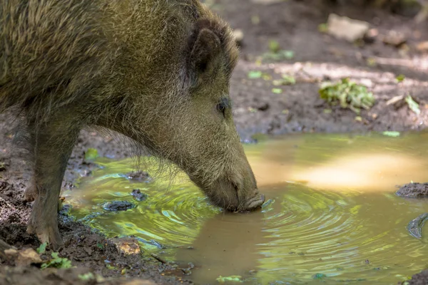 Dinking Wild Boar — Stock Photo, Image