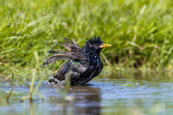 European Starling tomando un baño — Foto de Stock