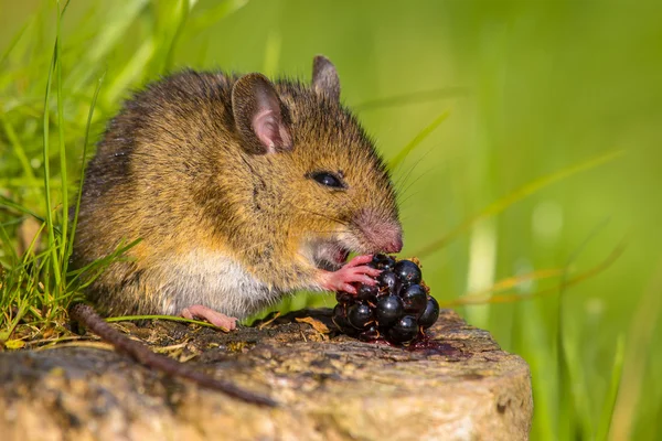 Rato selvagem comendo amora — Fotografia de Stock