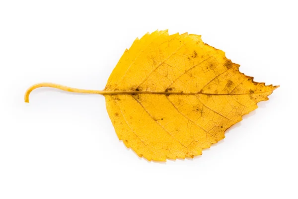 Feuille d'automne jaune isolée — Photo