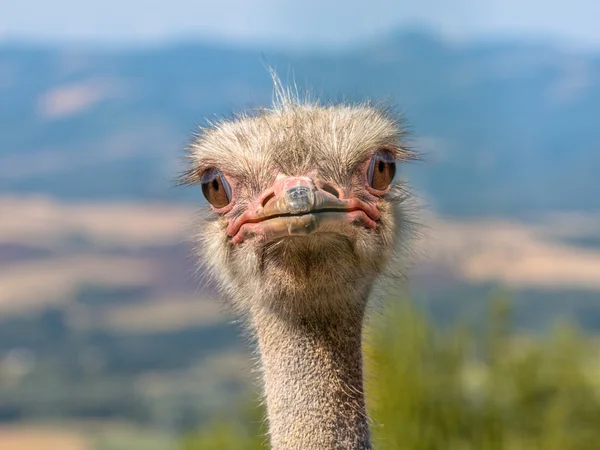 Potrait d'une tête d'autruche en milieu naturel — Photo