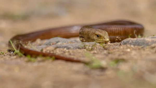 Grande lagarto sem pernas sheltopusik — Fotografia de Stock