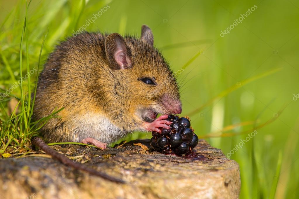 Wild mouse eating blackberry — Stock Photo © CreativeNature 77953924