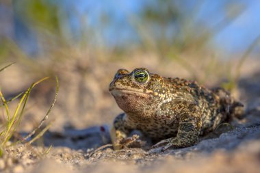 Natterjack toad in sandy habitat clipart