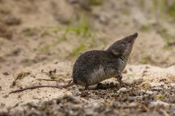 Water spitsmuis bank — Stockfoto