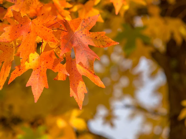 Hojas de arce de color naranja — Foto de Stock