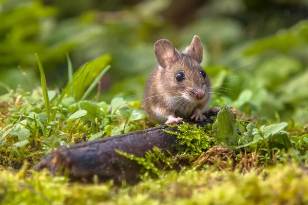 Ahşap bakmak fare — Stok fotoğraf