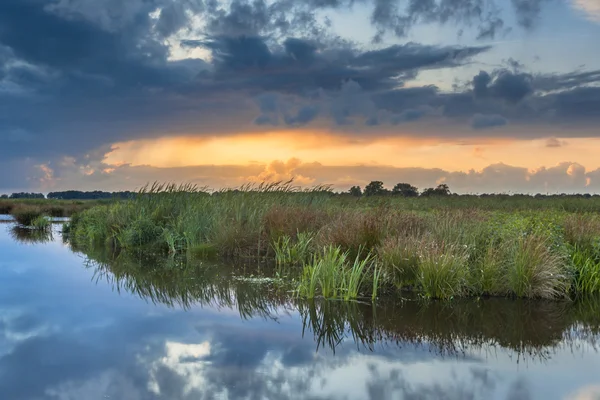 Vegetation on a bank — Stock Photo, Image