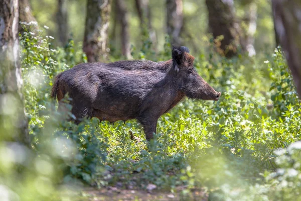 Wild Boar in a forest — Stock Photo, Image