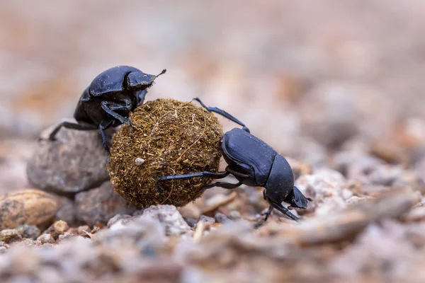 Deux dung beetles qui travaillent dur — Photo