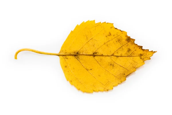 Foglia d'autunno gialla isolata — Foto Stock