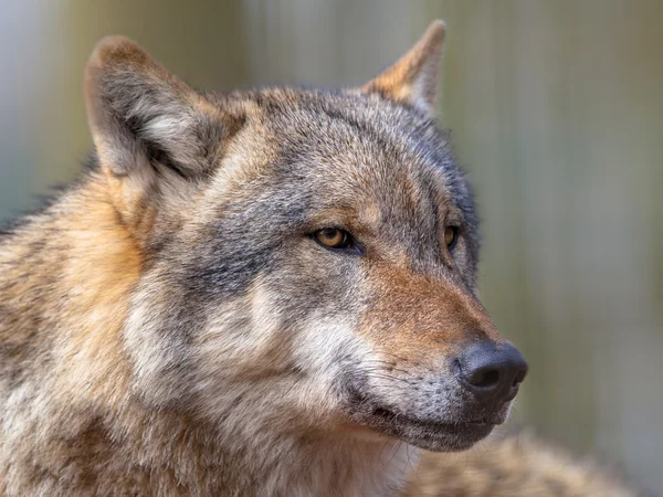 Portré veszélyes szürke Farkas Stock Fotó