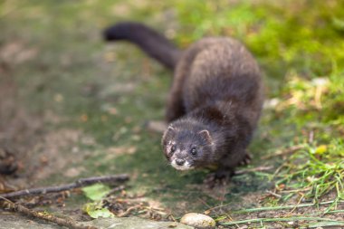 Avrupa vizon (mustela lutreola) kameraya bakıyor