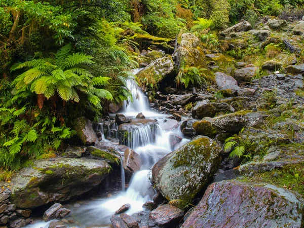 Chute d'eau en Nouvelle-Zélande forêt tropicale — Photo