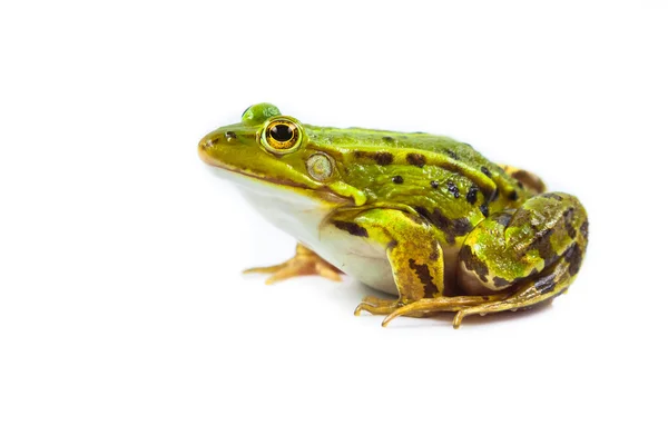 Mužské žába na bílém pozadí — Stock fotografie