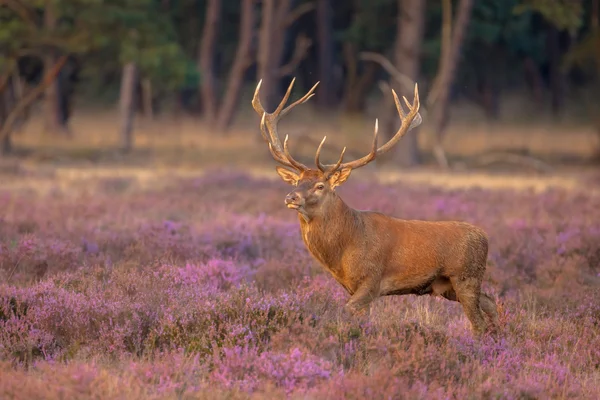 Erkek Kızıl geyik boynuzları — Stok fotoğraf