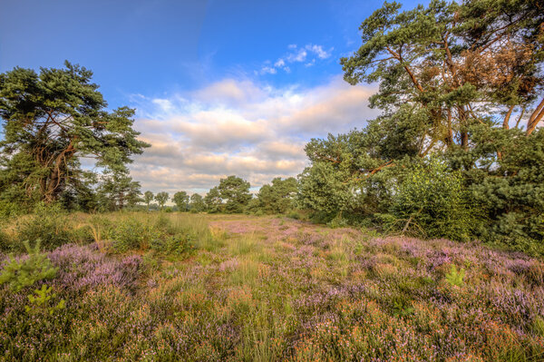 Строотёйзен, Хитланд

