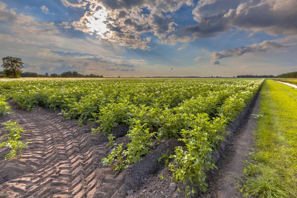 Feld blühender Kartoffeln — Stockfoto