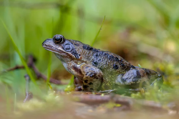 Male Common frog — Stock Photo, Image