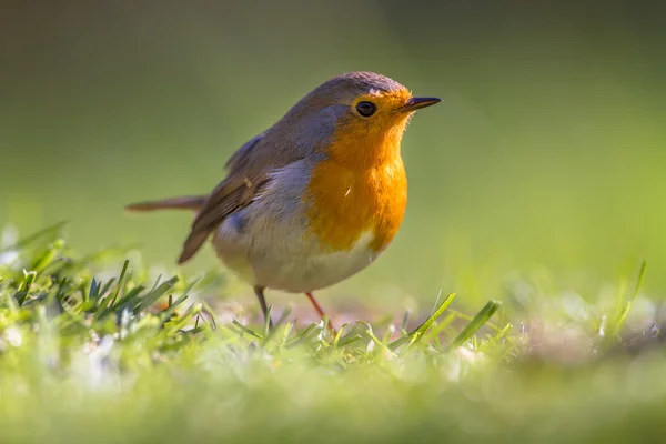 Robin in a grass field — Stock Photo, Image