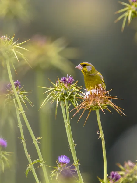 Grünfink frisst die Samen der Distel — Stockfoto