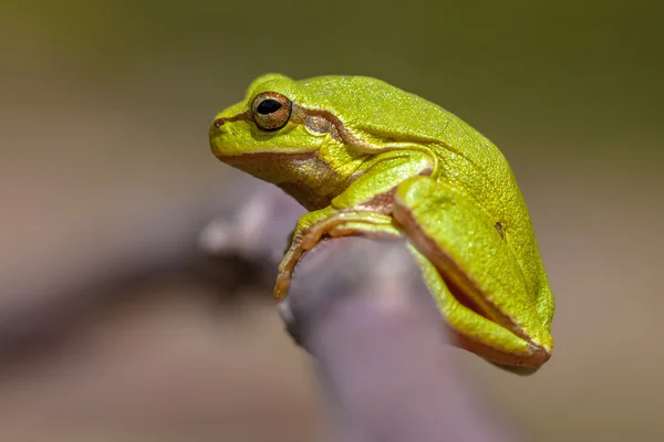 Green European tree frog — Stock Photo, Image