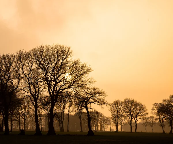 Yellow sky in rural landscape during foggy afternoon sunset — Stock Photo, Image