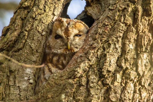Brown owl in a tree cavity — Stock Photo, Image