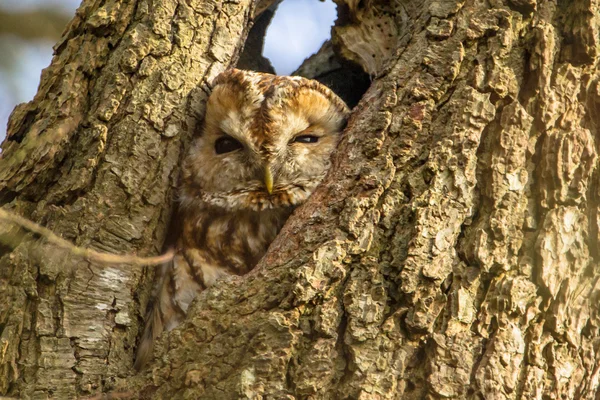 Búho marrón en una cavidad de árbol —  Fotos de Stock