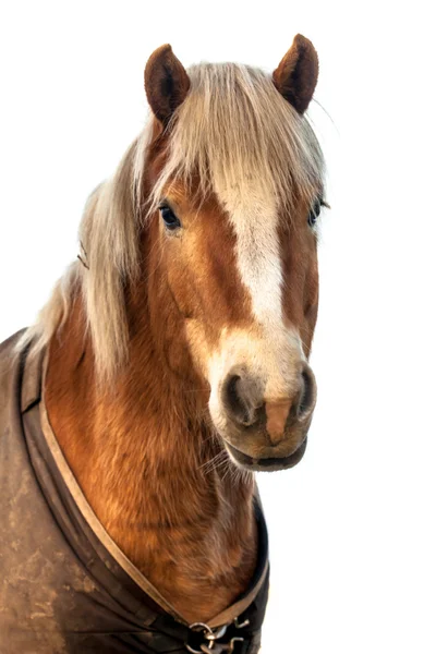 Hoofd van een bruin paard op zoek in de camera op witte achtergrond. — Stockfoto