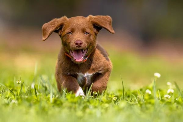 耳をフラッピングと走っている小さな犬 ストック画像